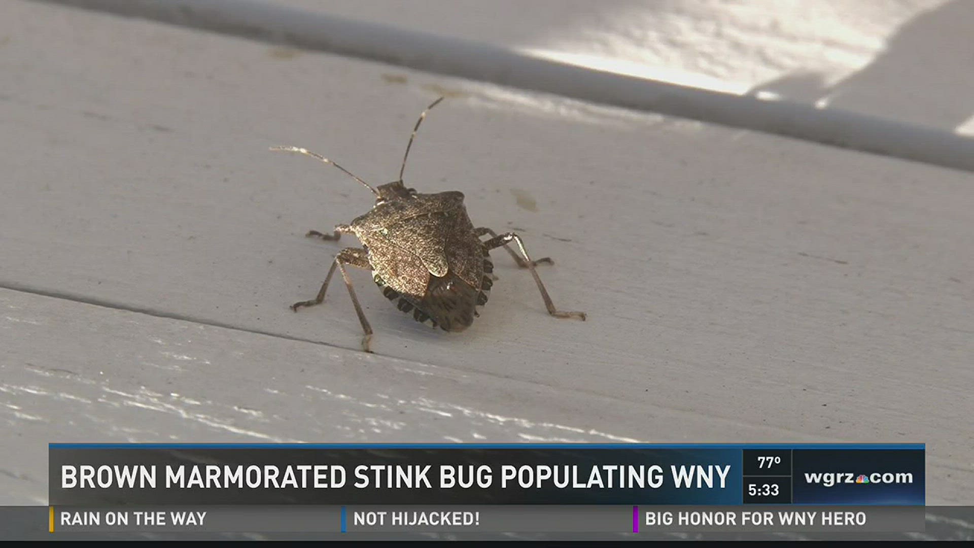Stink bugs are back; 10 things you should know