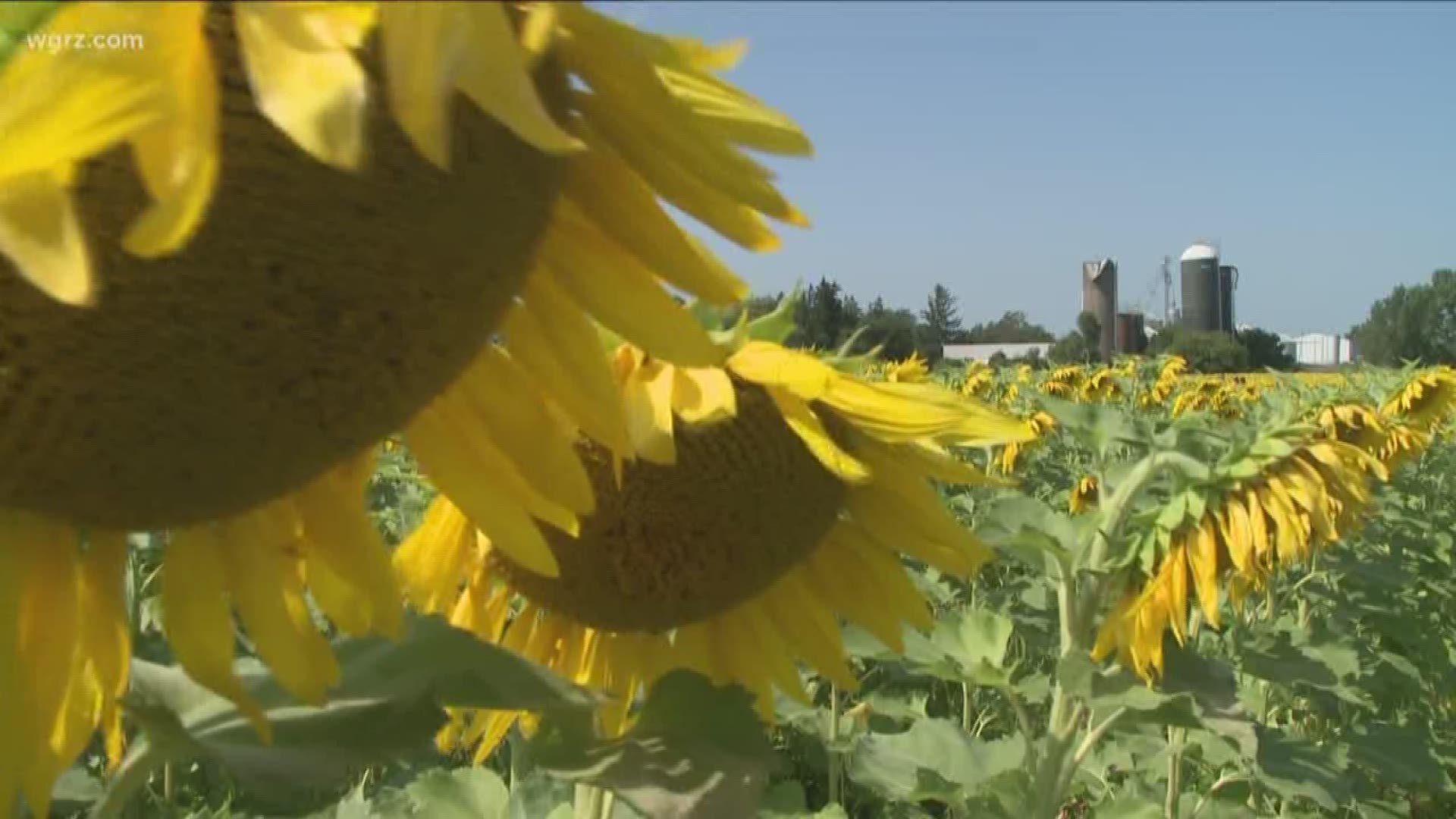 bring your family out, go roam among the sunflowers.