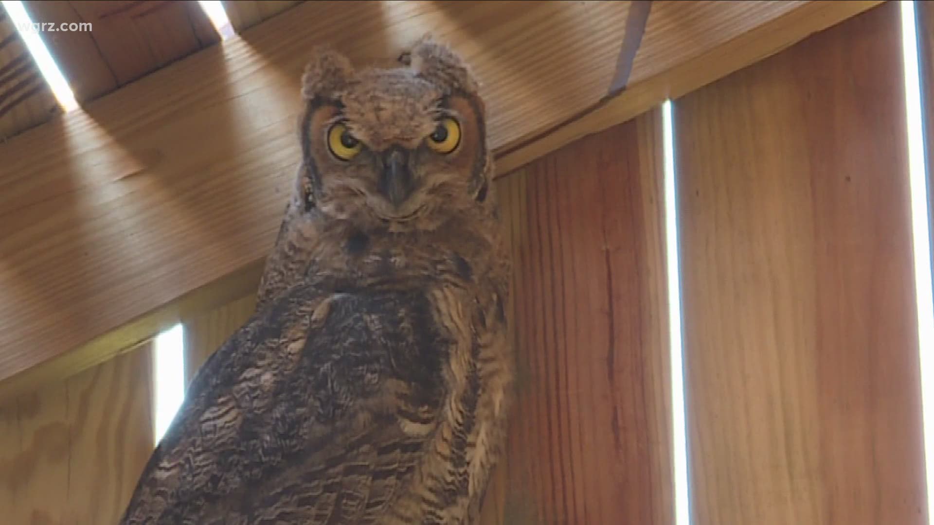 WNY Raptor and Wildlife Care combines saving animals with advanced education.