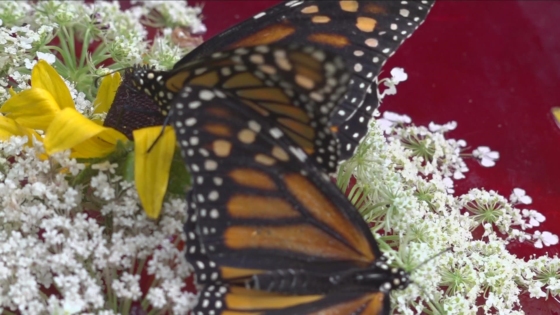 Efforts To Save The Monarch Butterfly At Eastern Butterfly Farm | Wgrz.com