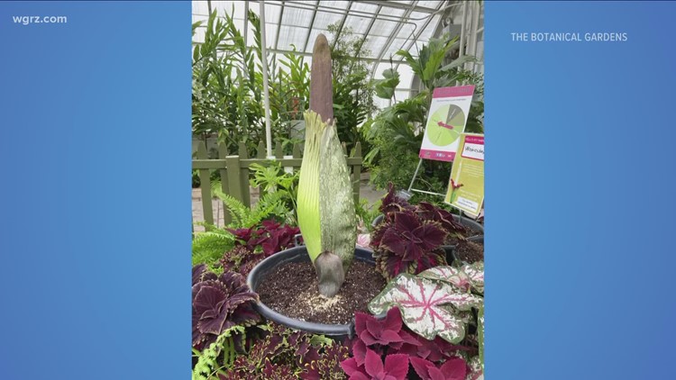 Corpse flower at Botanical Gardens is ready for rare bloom