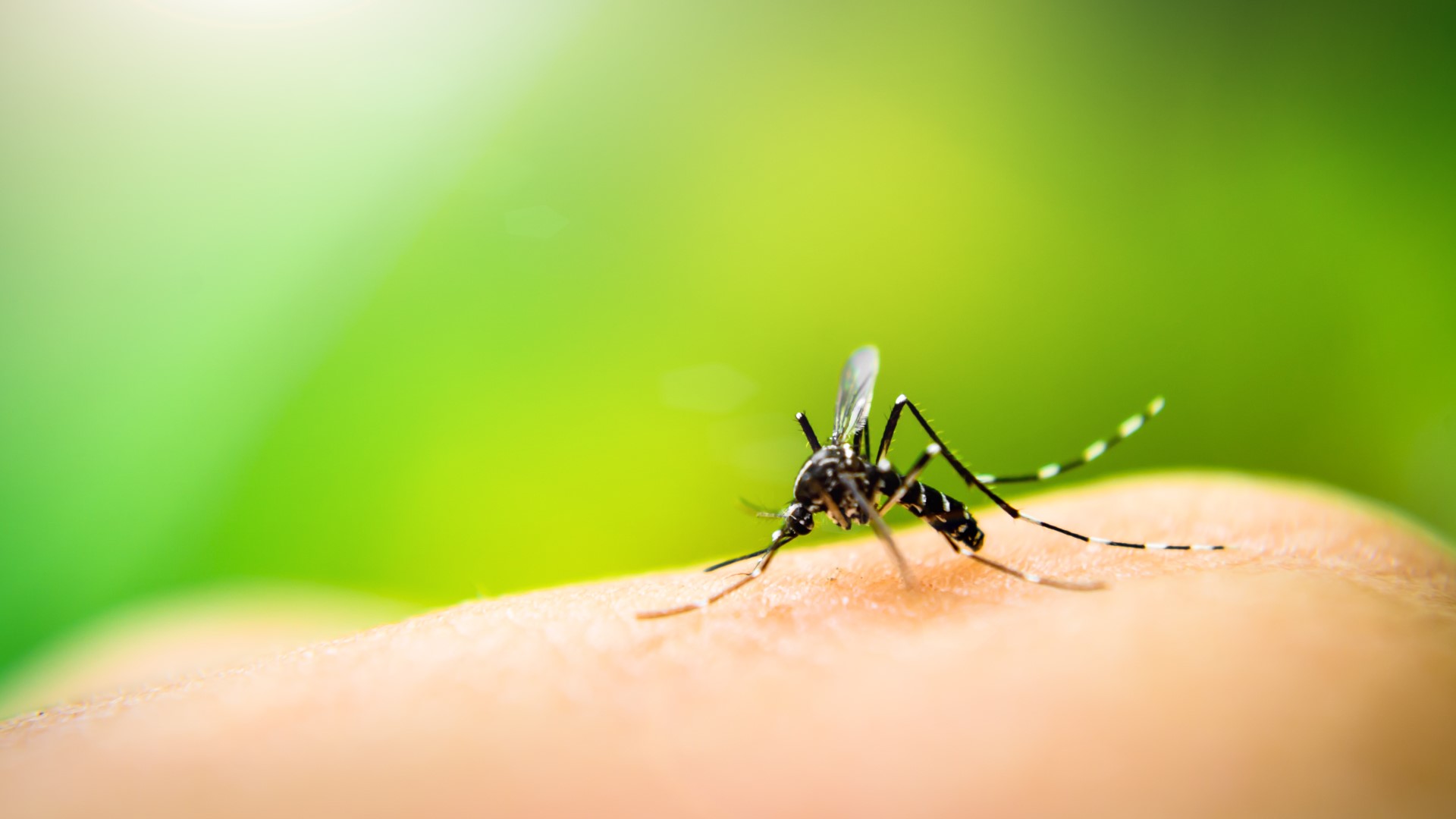 Why Are Some People More Susceptible To Mosquito Bites 