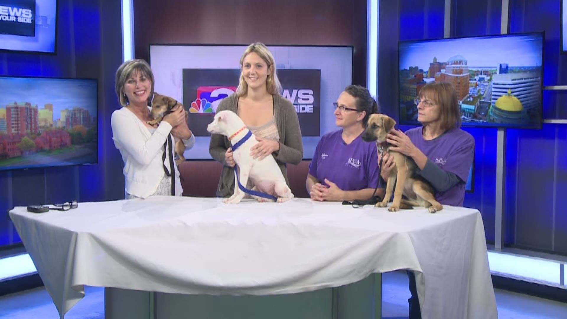 Not one, not two, but three puppies make an appearance on Daybreak this weekend, all hoping to find new homes.