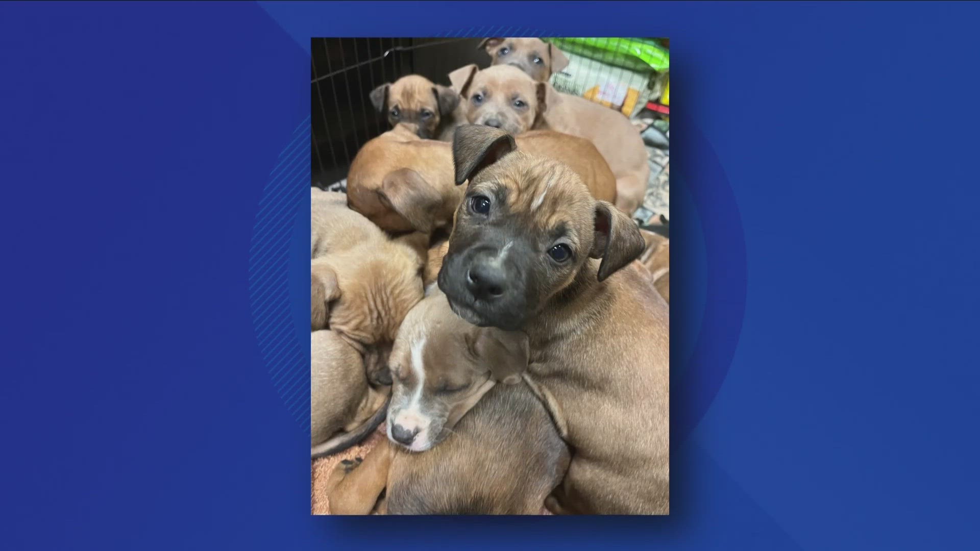 A woman saw 2 pet carriers on Thursday night in Leon, and inside were 13 puppies and an adult male dog.