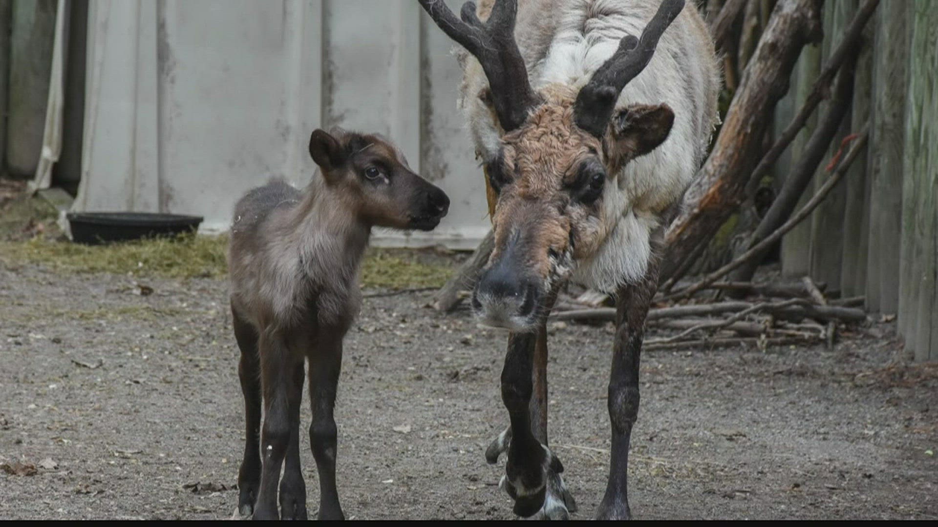 Zoo Announces New Baby Reindeer