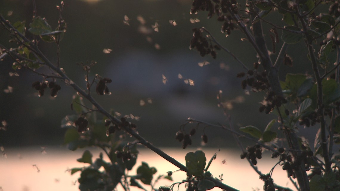 Bug Populations Exploding | wgrz.com