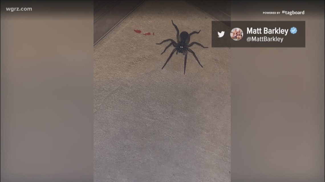 Bills QB Matt Barkley needs help identifying the type of spider found in his home |