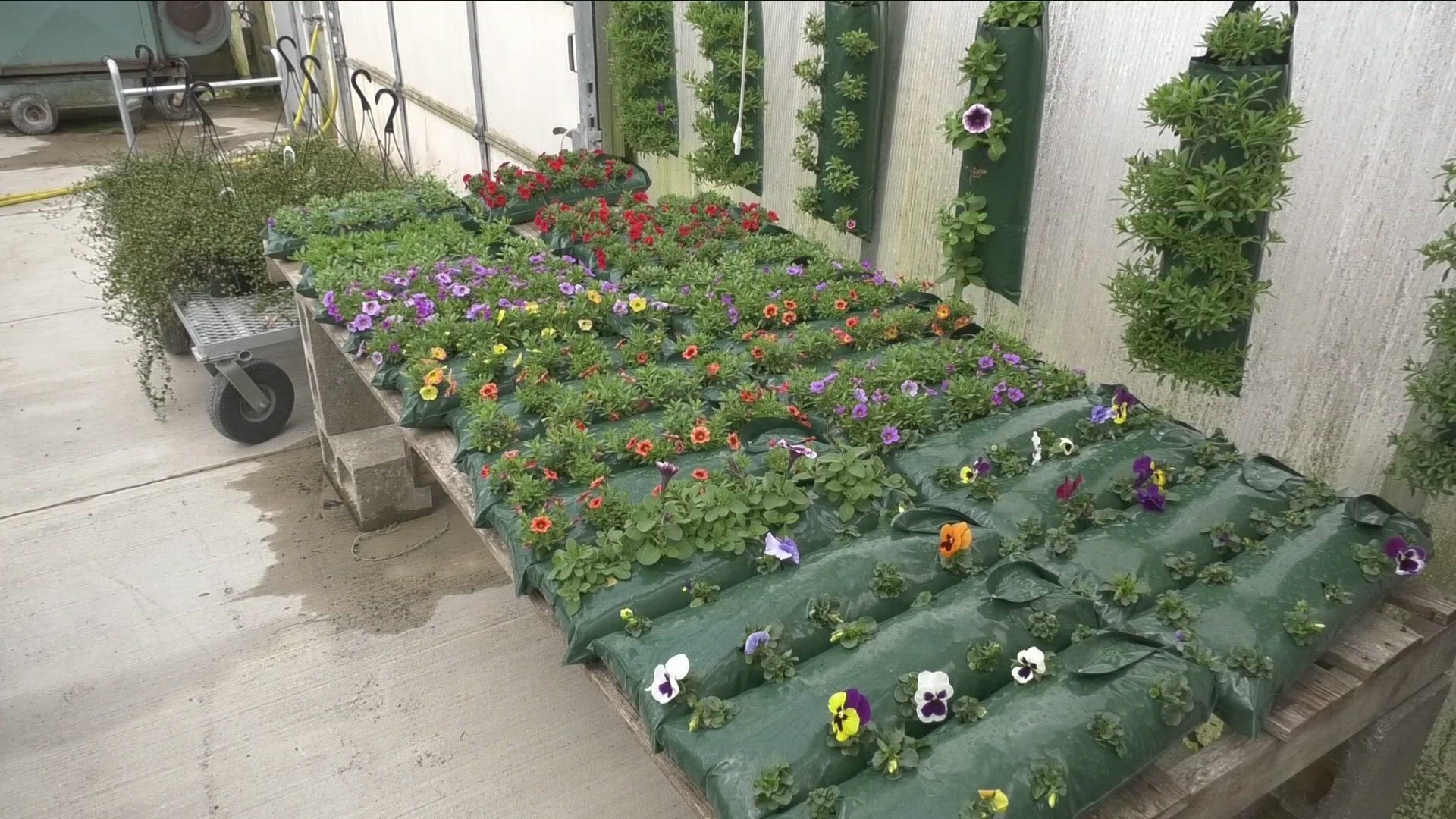 Gardening expert Jackie Albarella talks about using plugs to beautify your garden.