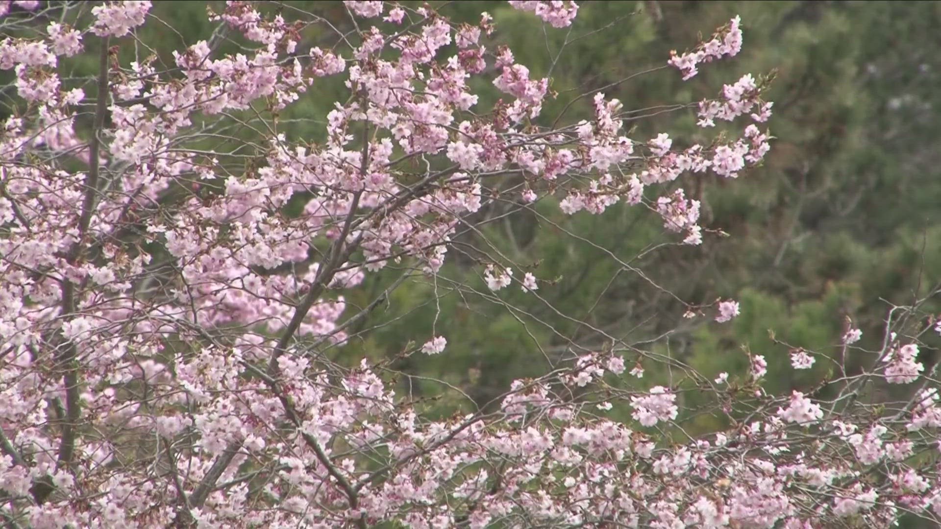 Most Buffalo: 'Early Cherry Blossom blooms Japanese Garden'