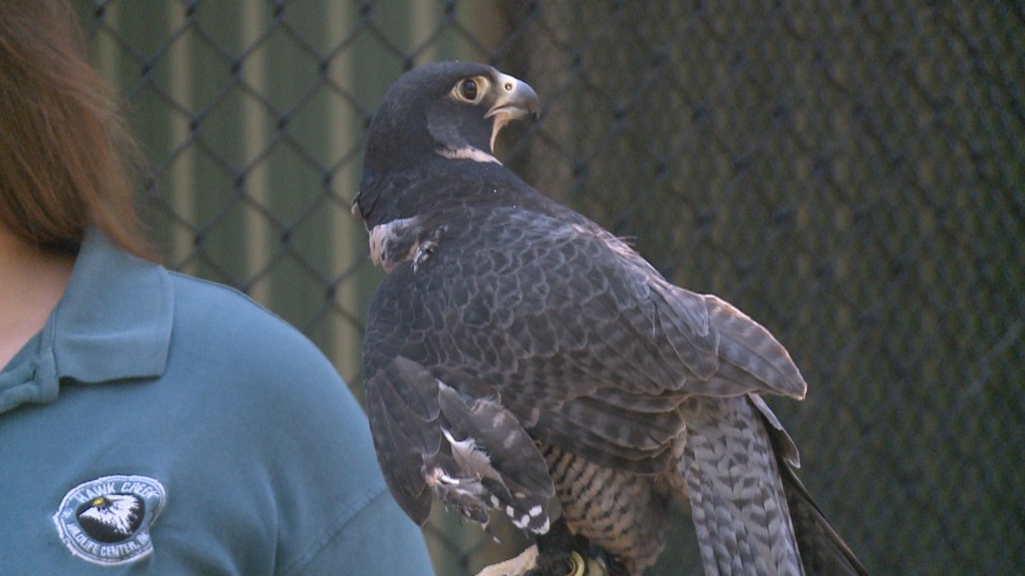Hawk Creek Wildlife Center to hold 'Birds N Brews' fundraiser on Friday - Vimarsana News