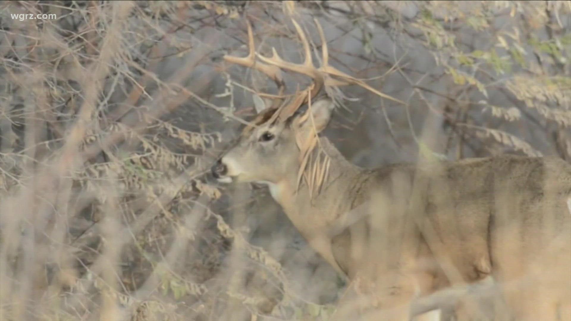 Deer, bear regular firearms hunting season begins in parts of WNY