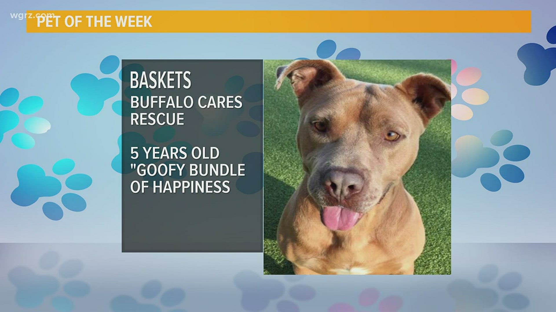 Baskets is a handsome, friendly fellow searching for his forever home.