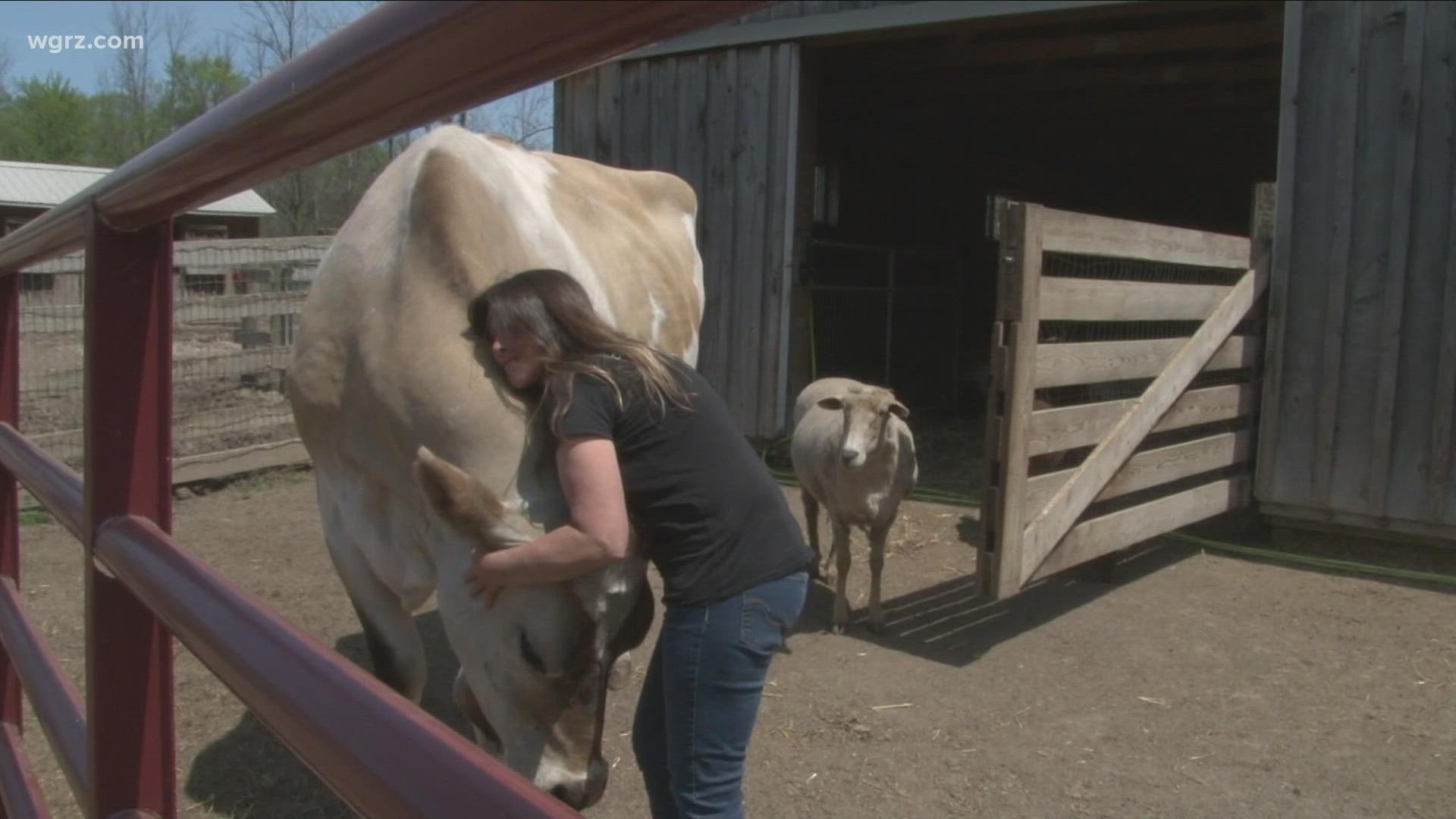 Most Buffalo: 'Meet a Cow Asha's Farm Sanctuary'