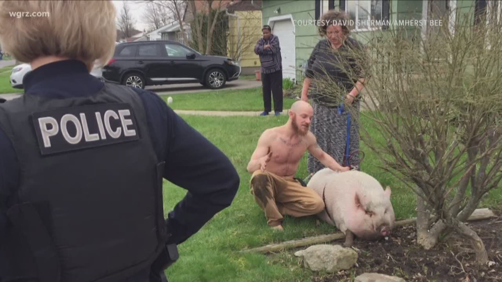 police were called to Coronation drive to help catch a loose pig