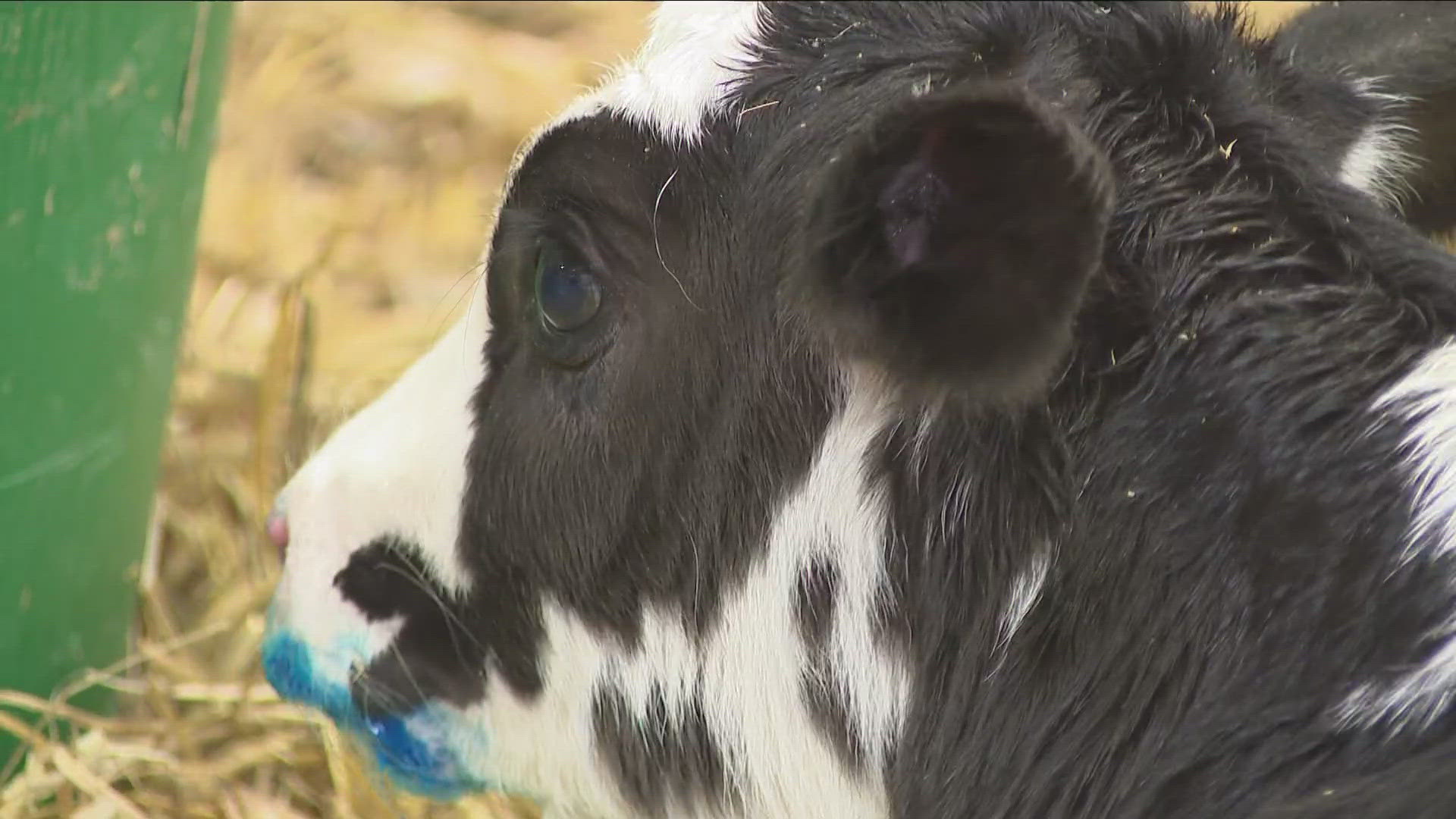 Peanut is the fourth calf born at the fair this year.