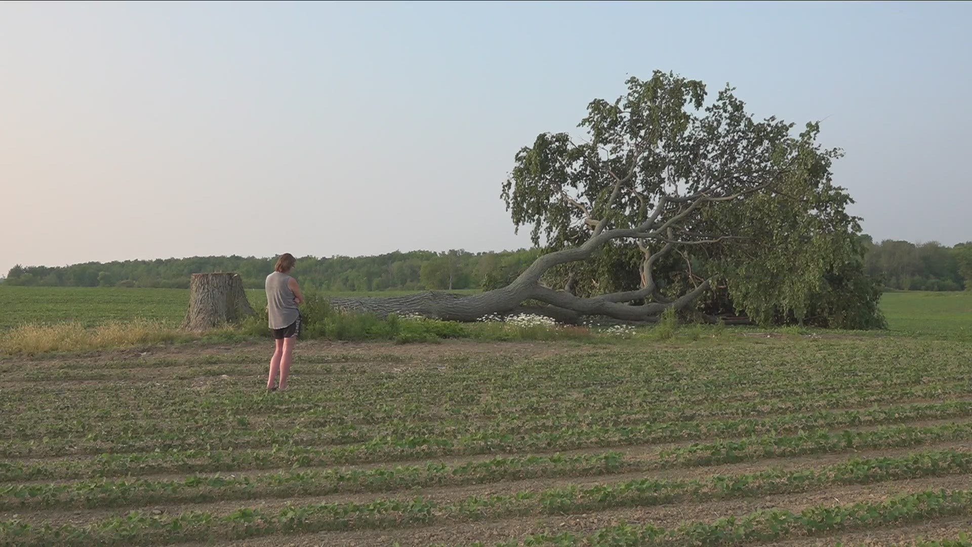 Century old Elm in North Collins community is now gone