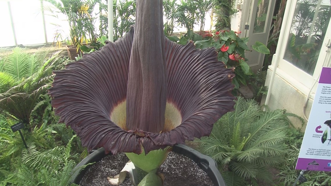 What Does A Corpse Flower Look Like In Full Bloom Best Flower Site