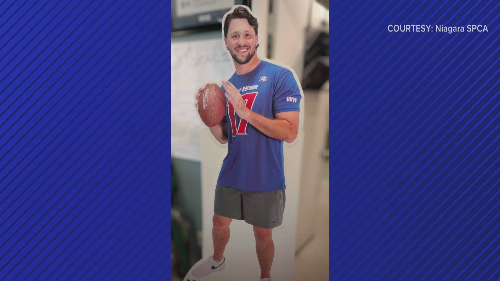Niagara SPCA's life-size cardboard cutout of Josh Allen has gone missing