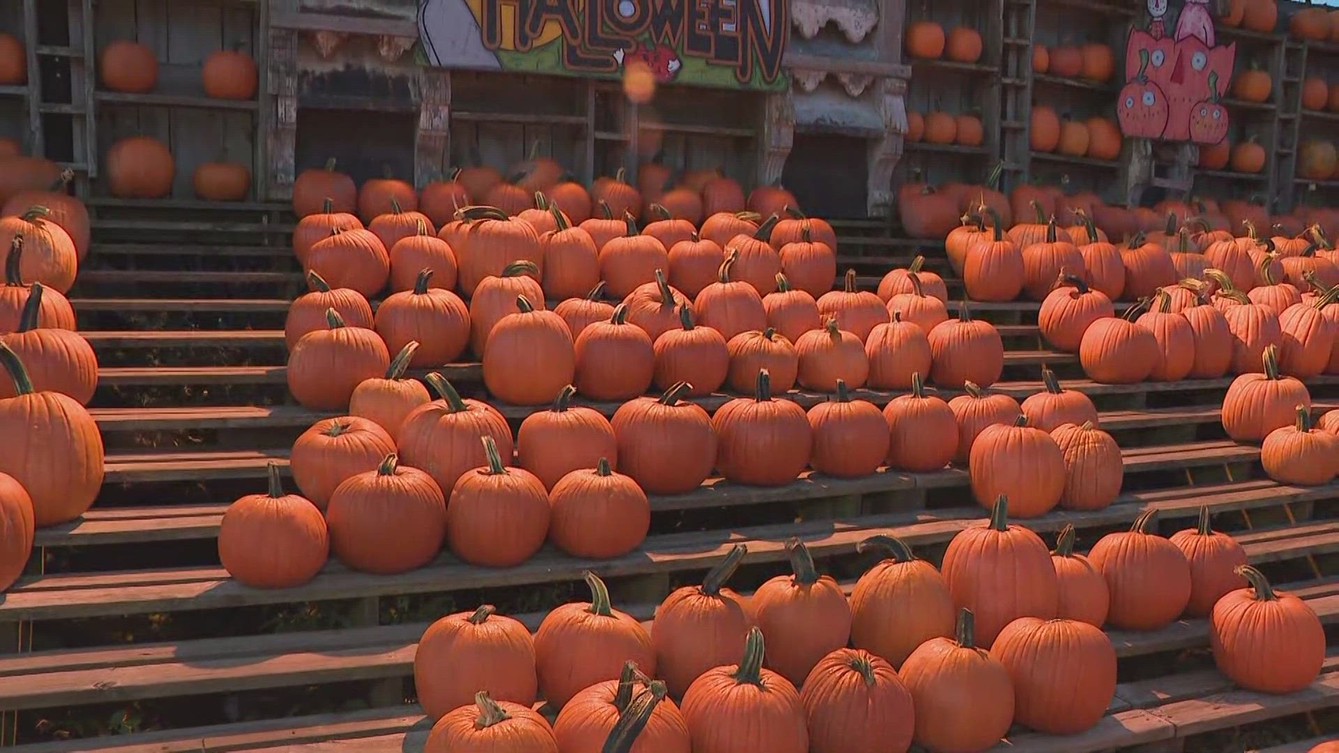 Celebrate WNY: Great Pumpkin Farm