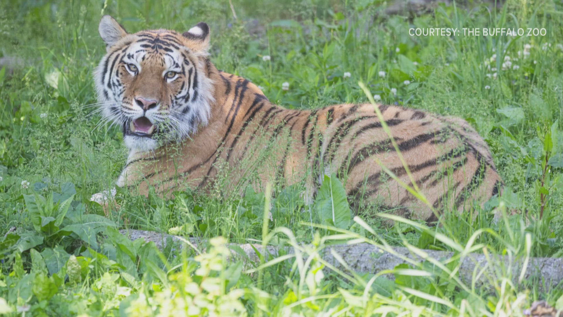 Buffalo Zoo welcomes new Amur Tiger Ash