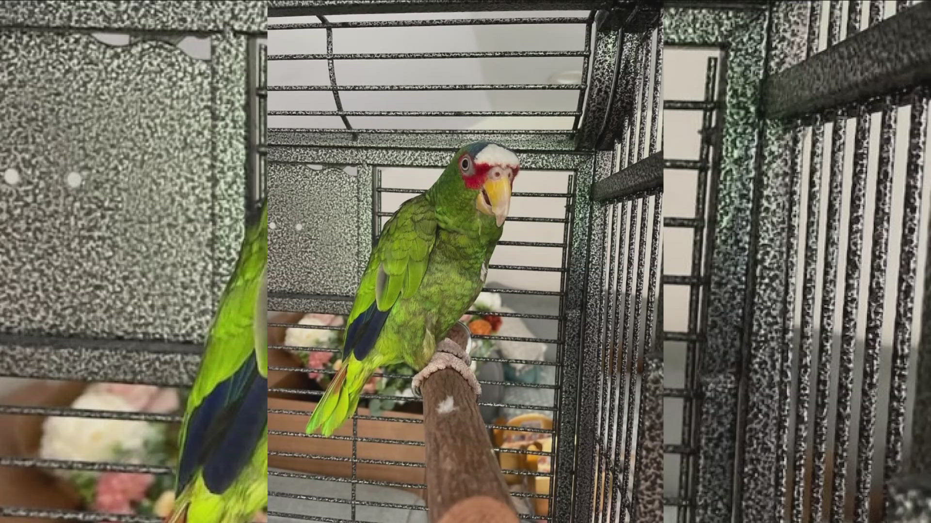 Pepper the parrot finds his forever home after stay at Niagara SPCA