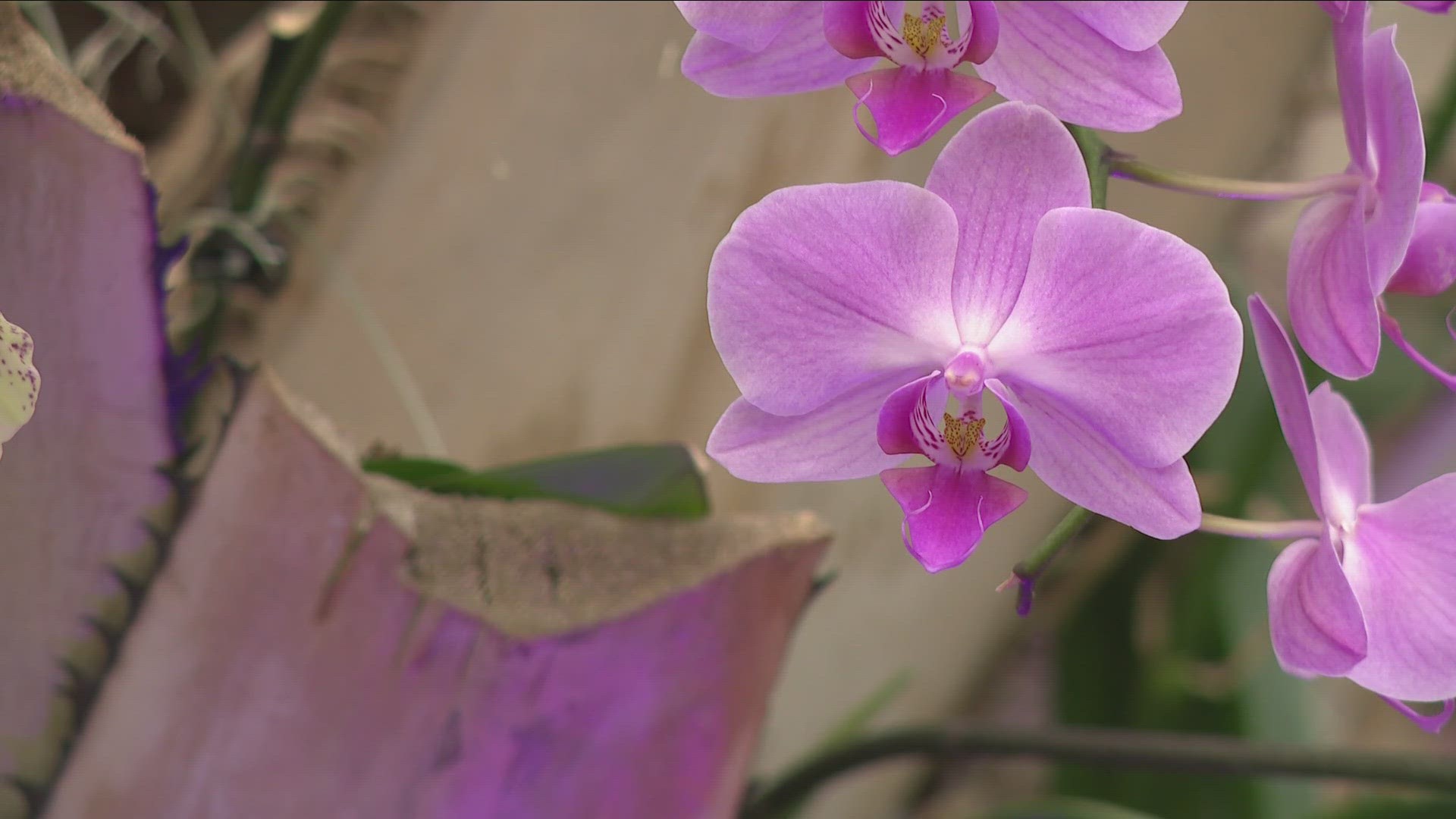 The flower-filled weekend featured more than 2,000 orchids, from standard varieties to the unique and exotic.