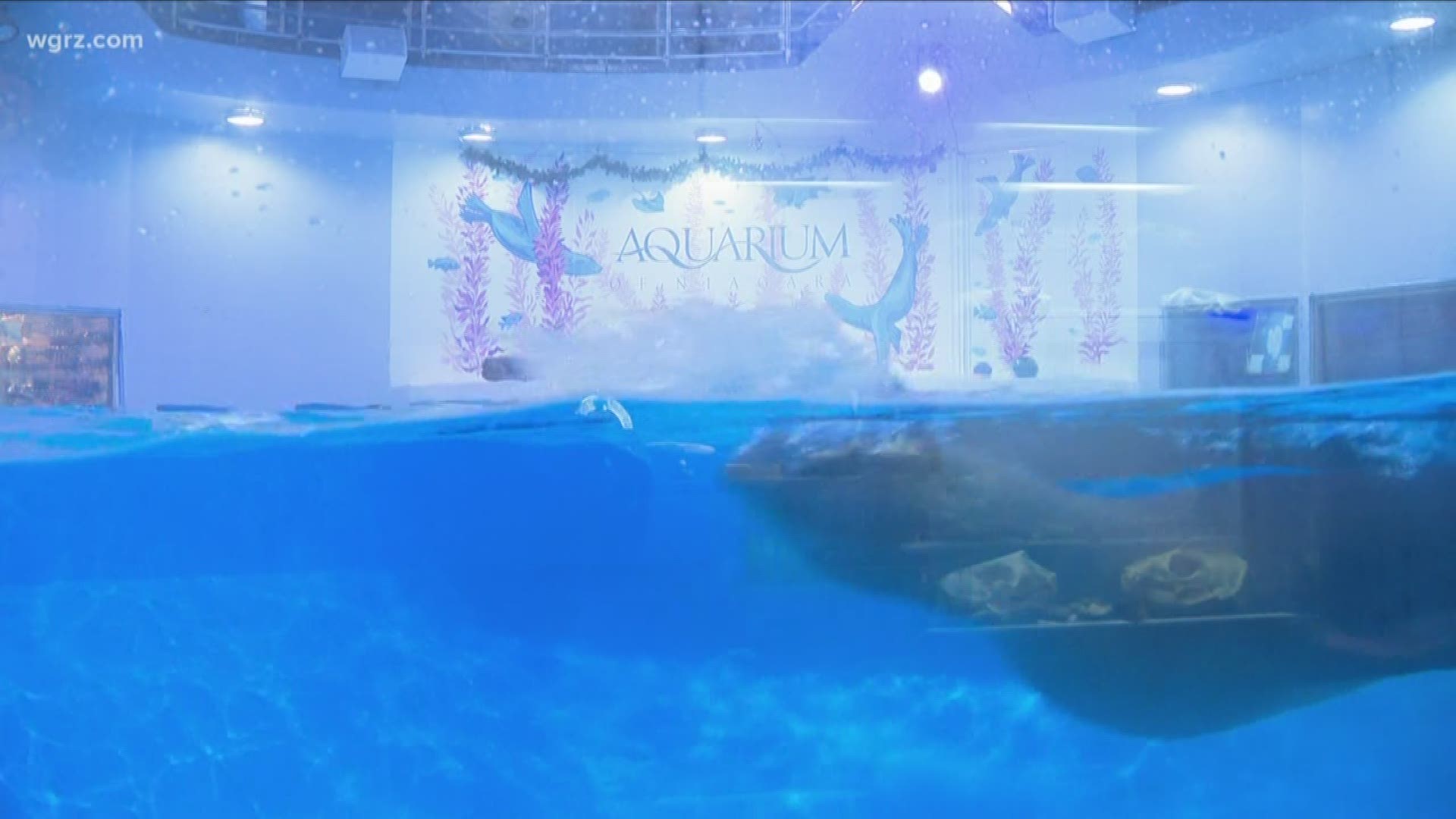 'Yuletide days' at Aquarium of Niagara