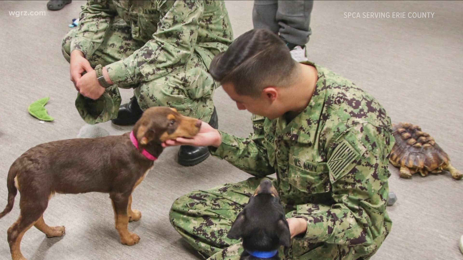 Pets and Vets is based off of research showing the positive impact having a pet can have on people who have served our country.
