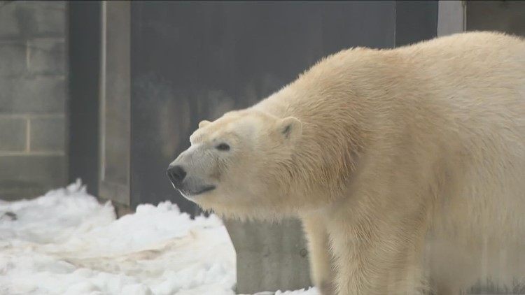 Polar bear mating season at Buffalo Zoo