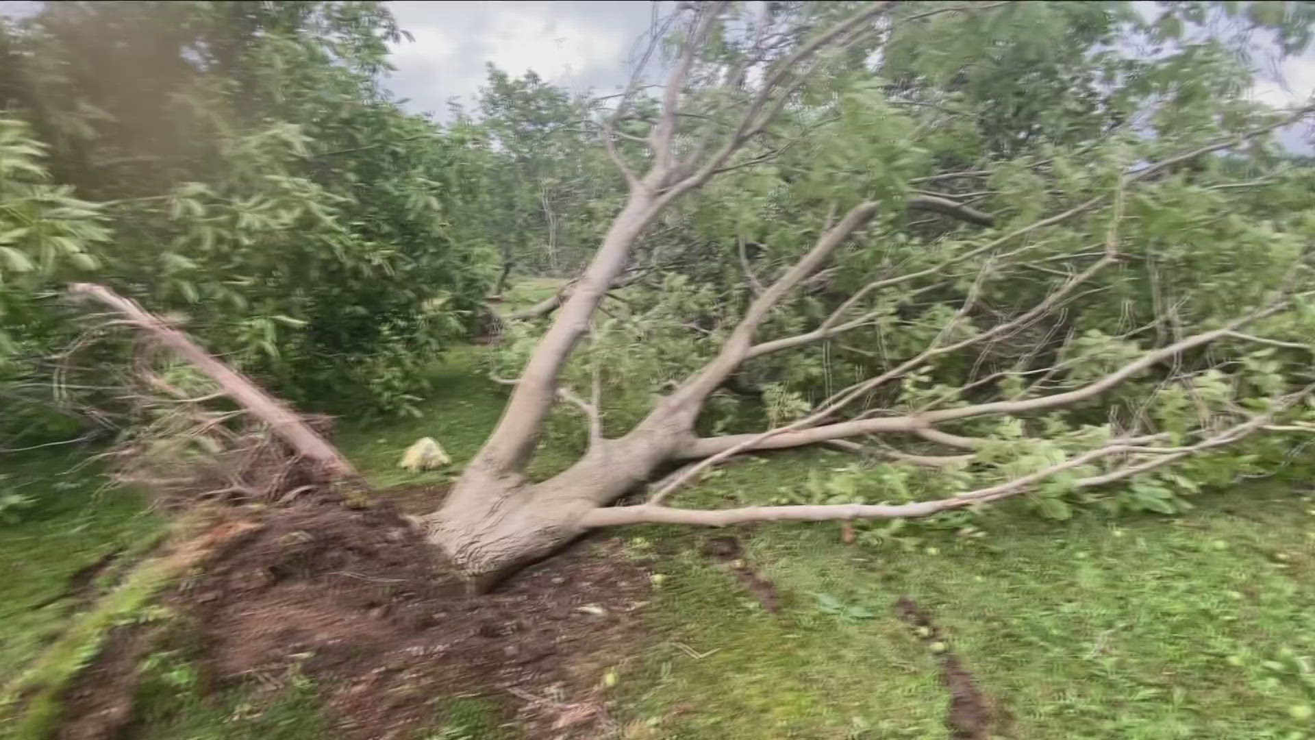 what took decades to nurture was destroyed in minutes--- some toppled...other were torn from the earth which once firmly held their roots...and tossed 20 feet away.