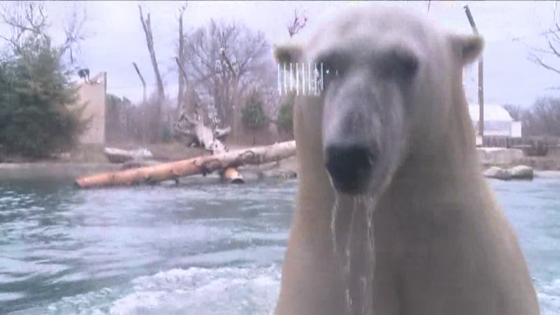 Free Parking At Zoo During Polar Bear Days