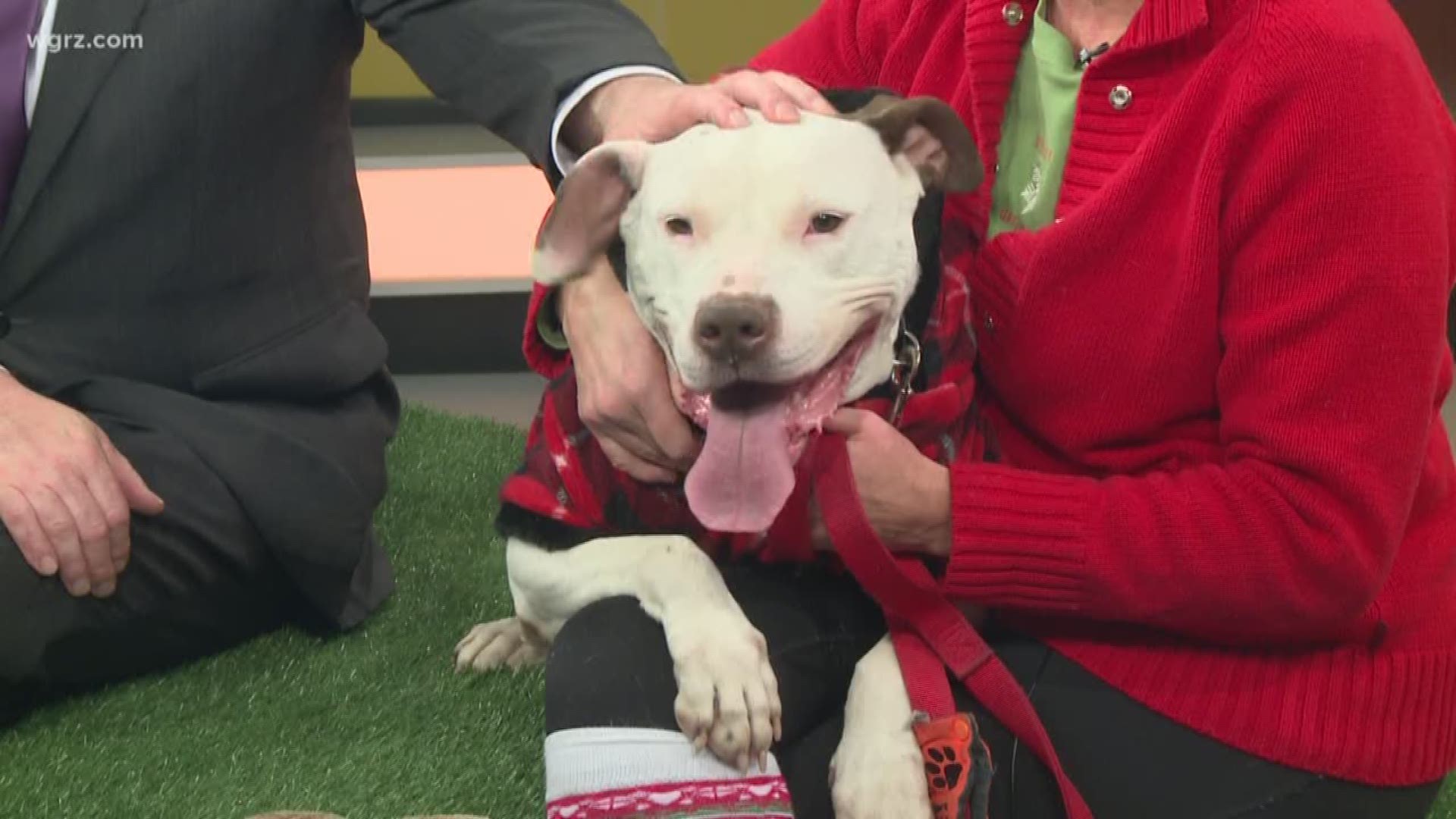 Claudia is a 4-year-old terrier mix that is currently up for adoption at the Buffalo Animal Shelter.