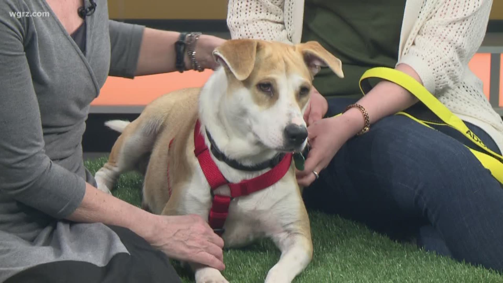 Kayah from Buffalo C.A.R.E.S. is a 1-year-old Lab mix who is just as sweet as she is cute!