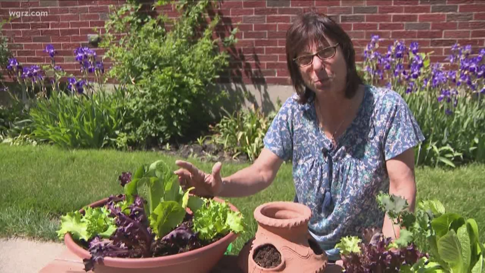 Gardening expert Jackie Albarella shows an easy way to plant lettuce so you can have fresh salads all season long.