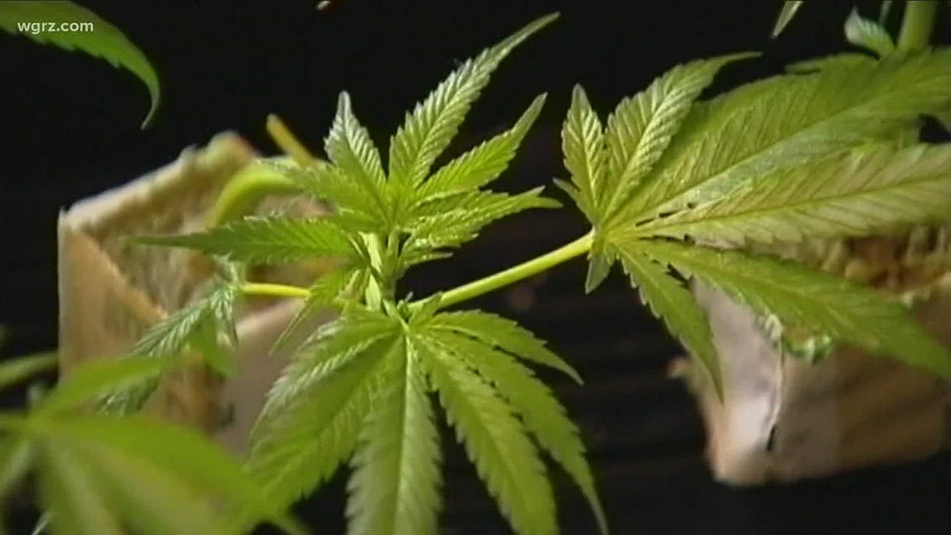 Canada Senate Approves Marijuana Legalization