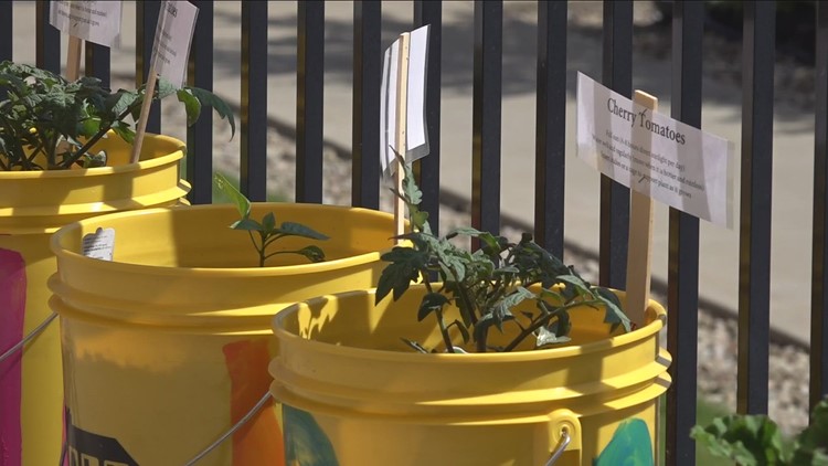 Catholic Health bucket gardens growing at nursing homes across Western New York