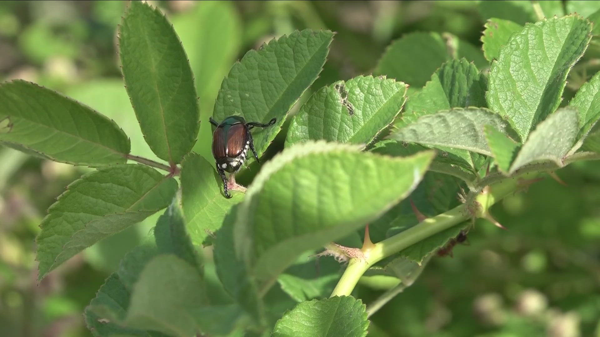 Local garden expert Jackie Albarella predicts beetles will be gone in early August