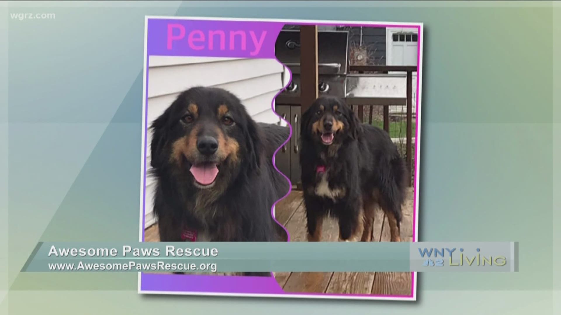 WNY Living - April 20 - Awesome Paws Rescue (SPONSORED CONTENT)