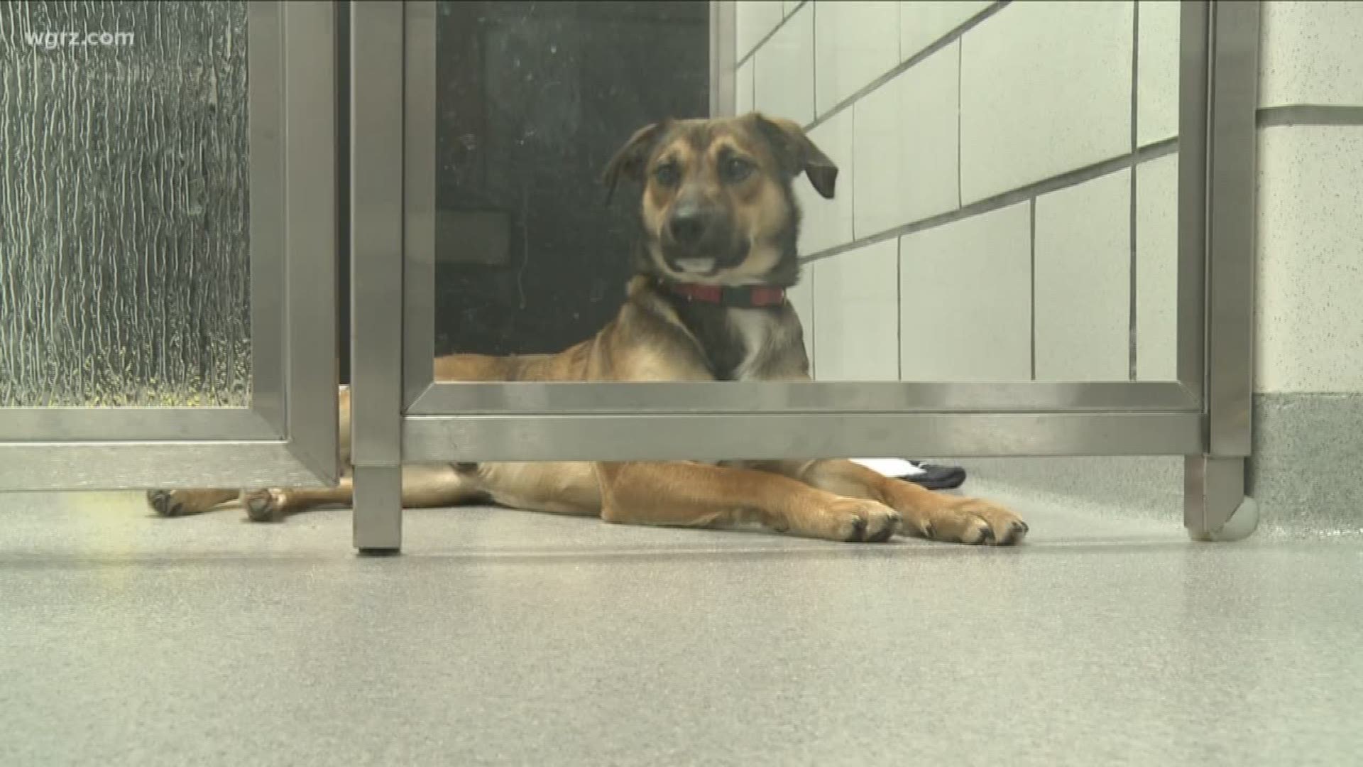 The SPCA serving Erie County is waiving adoption fees for military members.