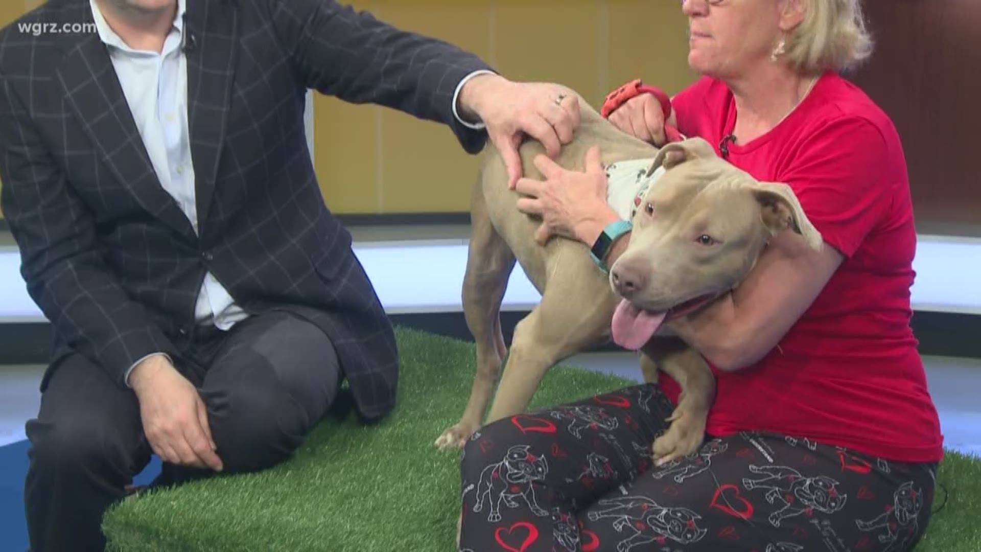 Oscar is an energetic pup from the Buffalo Animal Shelter who needs a loving home.