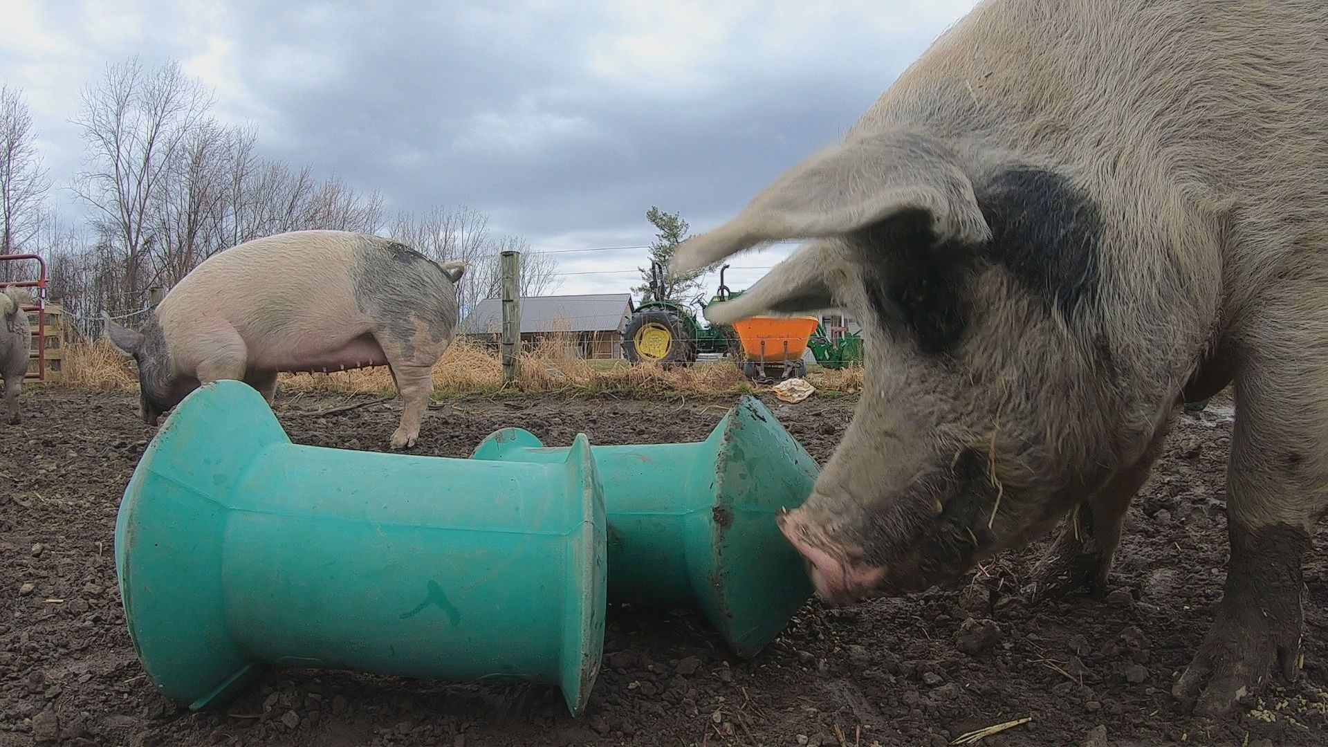 2 the Outdoors: The intelligence of pigs | wgrz.com
