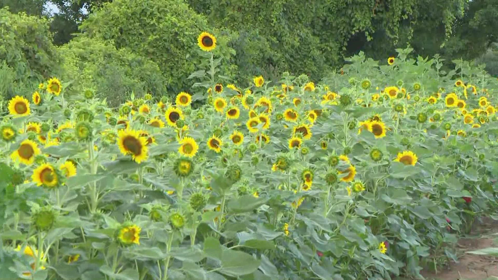 The Sunflowers of Sanborn officially opened at the beginning of the month but the sunflowers are starting to bloom.