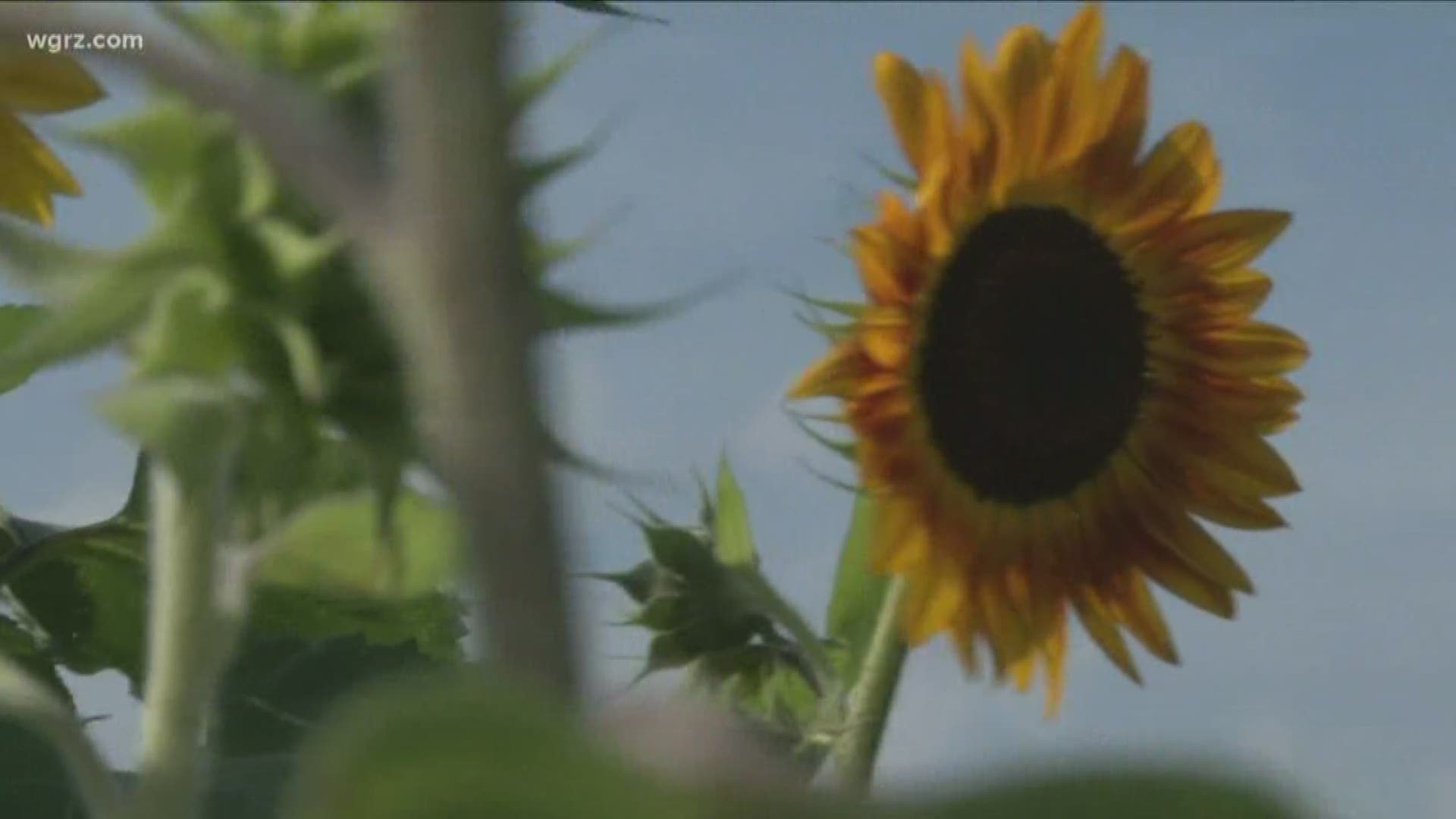 Sanborn Sunflower field was broken into overnight and vandalized.
