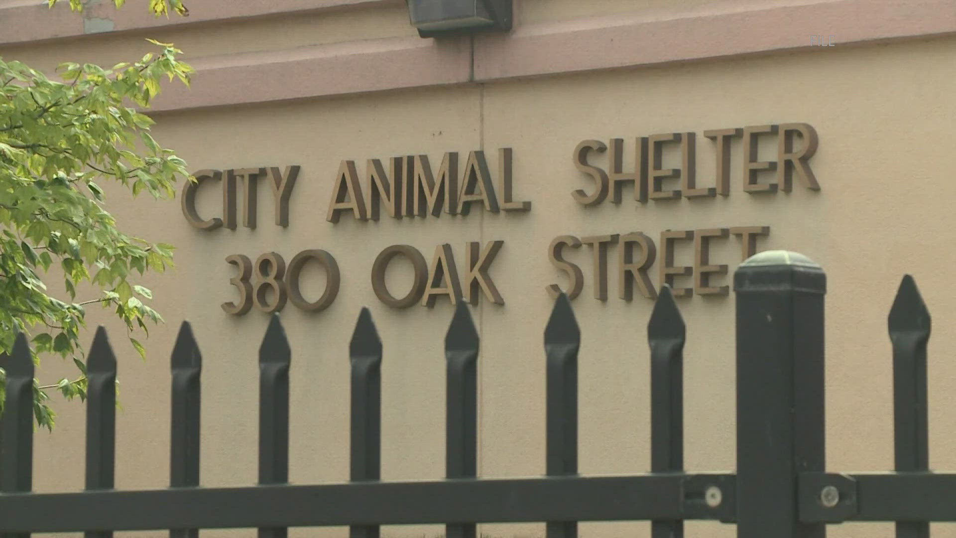 WNY animal shelters awarded funding to help support capital projects ...