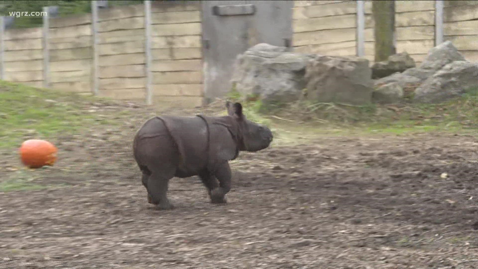 zoo keepers have picked two names that pay homage to the calf's father George.
So you can vote for Georgia or Georgie