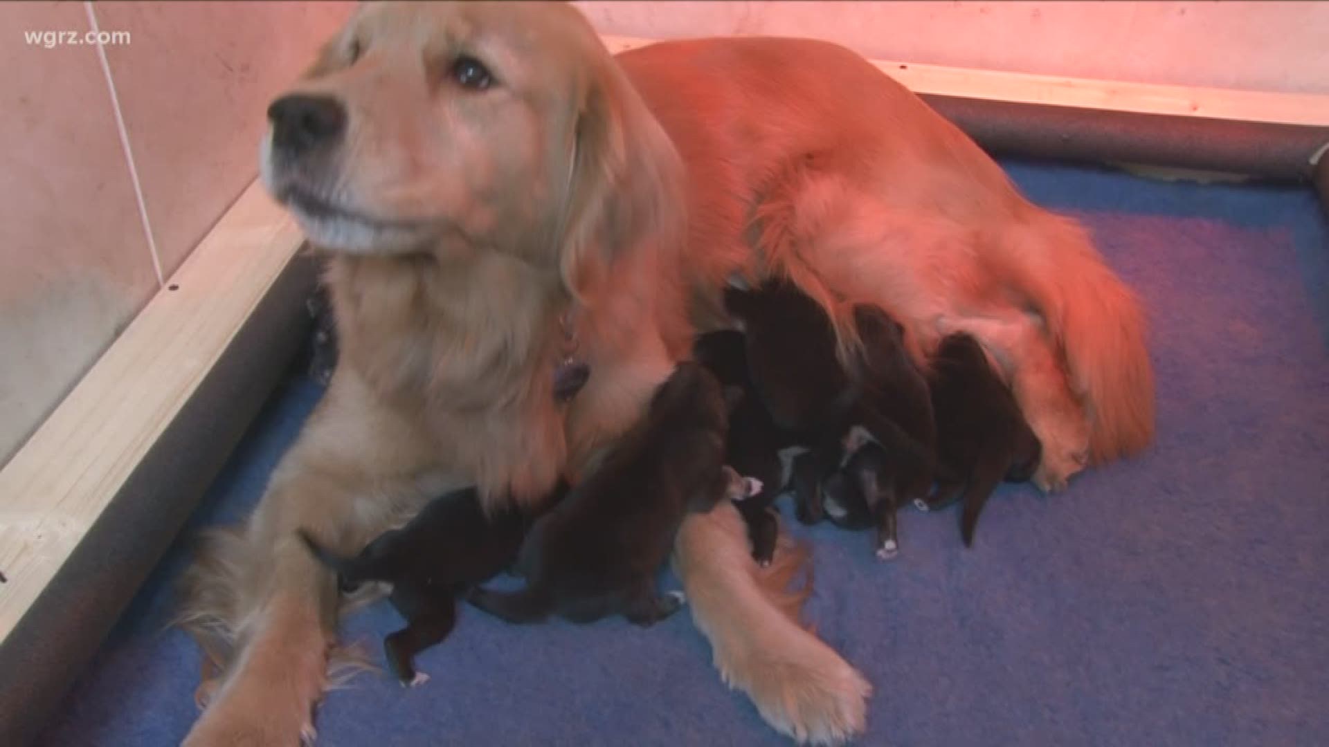 Golden Retriever Adopts Orphaned Puppies