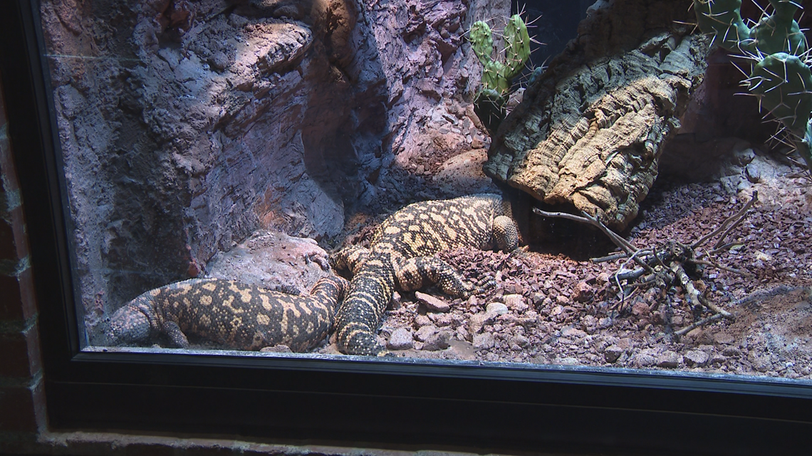 New amphibian, reptile center at Buffalo Zoo to open May 24 | wgrz.com