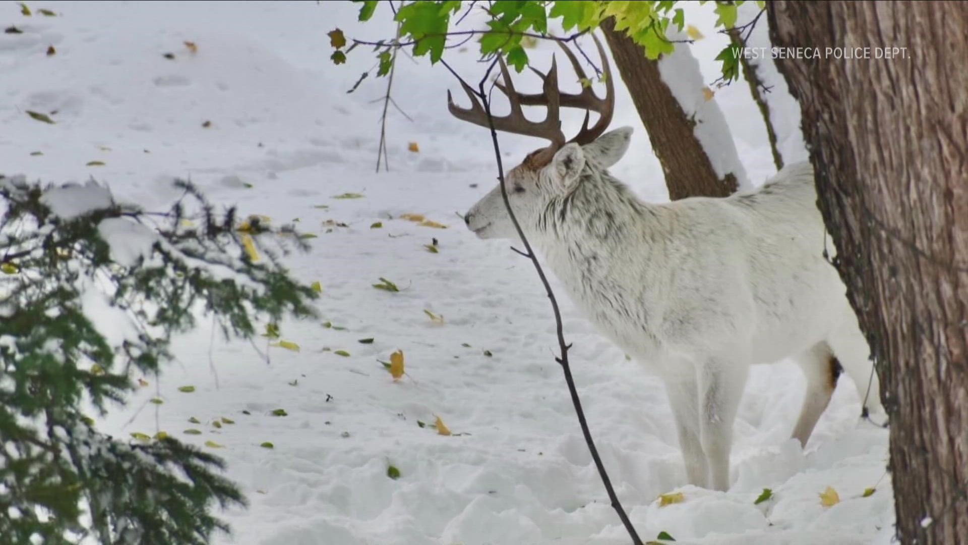 White deer spotted in West Seneca