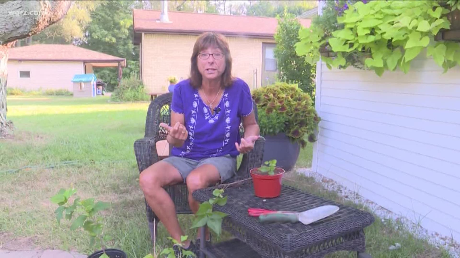 Jackie explains how the end of summer is a perfect time to establish new seedlings that will be ready next Spring!