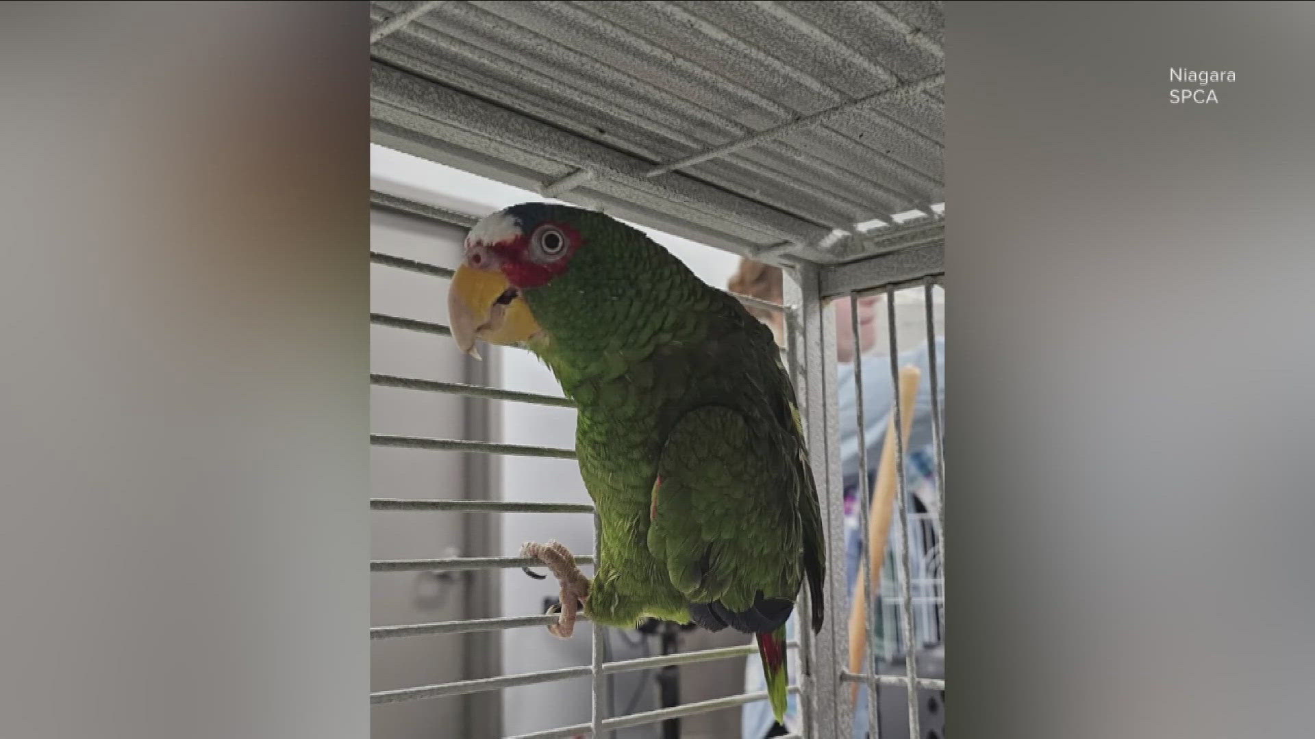 There's been more than 400 inquiries about the potty-mouthed parrot.